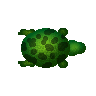 Animated Gif Turtle
