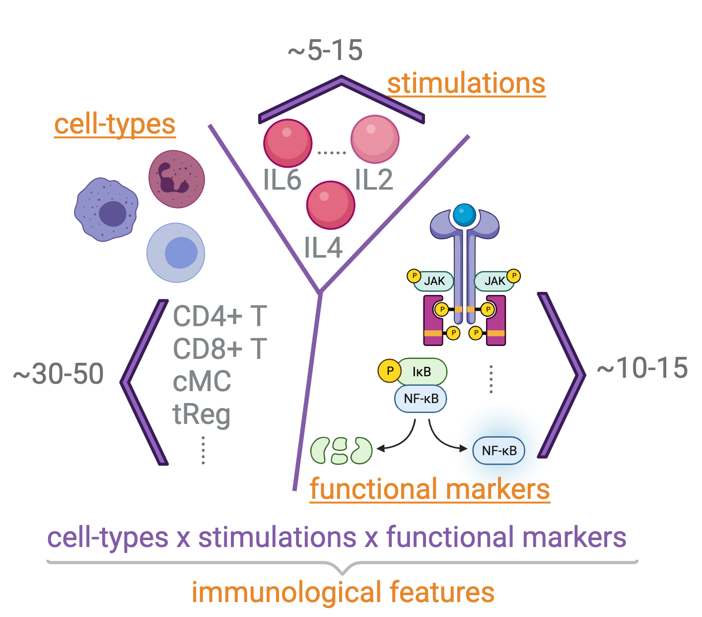 Immune cell types, stimulations, and functional markers all contribute to the immunological features being analyzed by Stanley’s project