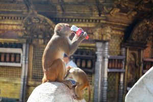 A temple monkey drinks a soda at Swayambhu. The monkeys at the site are considered holy and given freedom to roam the complex.